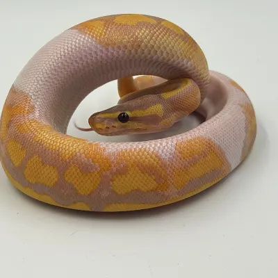 Banana Piebald 50% Het Albino