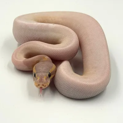 Banana Black Pastel Piebald 50% Het Albino