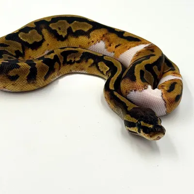 Piebald