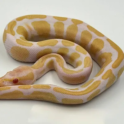 Albino Het Piebald