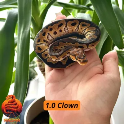 Clown