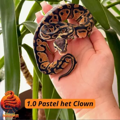 Pastel Het Clown