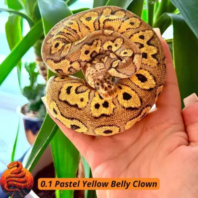 Pastel Yellow Belly Clown