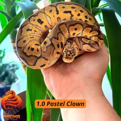 Pastel Clown