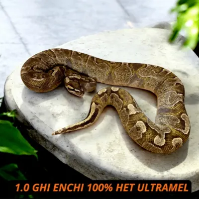 GHI Enchi Het Ultramel