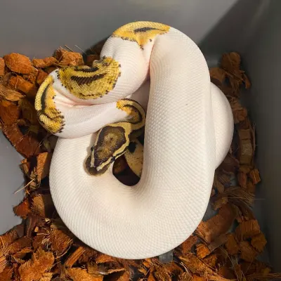 Fire Piebald