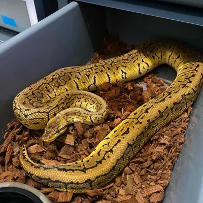 Hurricane Pinstripe Pastel Het Clown