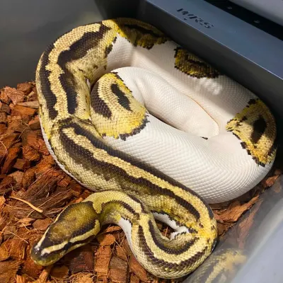 Dorosły Fire Piebald