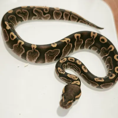 GHI
