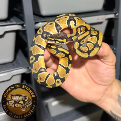 Blade Yellow Belly Het.Monarch Het.Clown