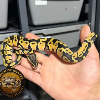 Pastel Het.Monarch Het.Clown Poss.Blade