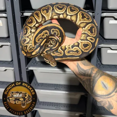 Black Pastel Het.Clown