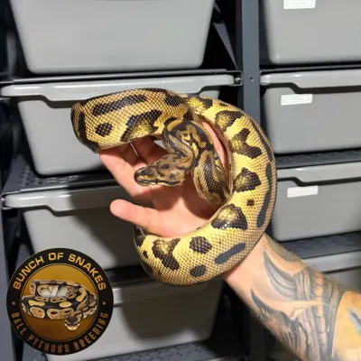 Leopard Spotnose Het.Clown