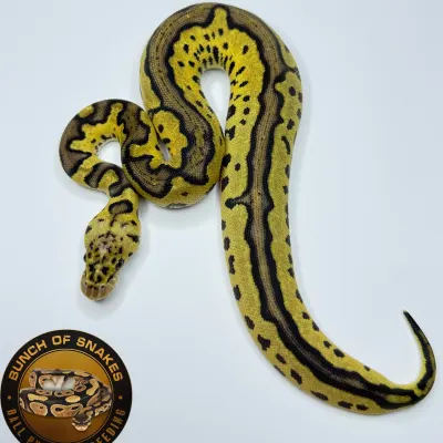 Pastel Leopard YB Clown Het.Monarch