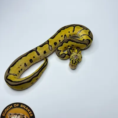 Pastel Blade Clown Het.Monarch