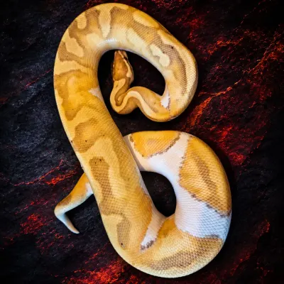 Banana Pied  50%het Albino
