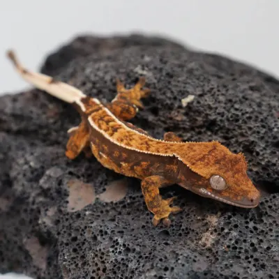Crested Gecko