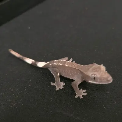 Crested Gecko