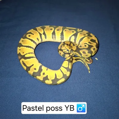 Pyton królewski