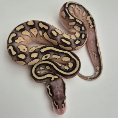 Pastel Butter Yellow Belly het. Piebald
