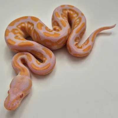 Black Pastel Albino