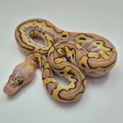 Super pastel Spotnose Mojave Clown  pos. Orange dream