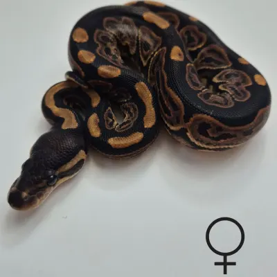 Black Pastel het. Albino