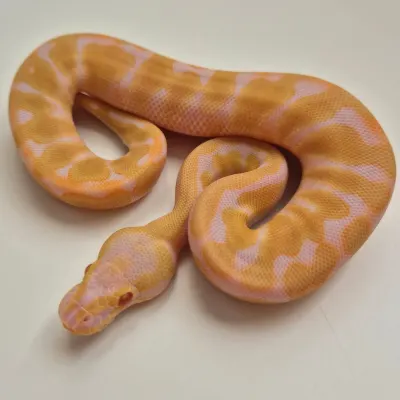 Enchi Albino