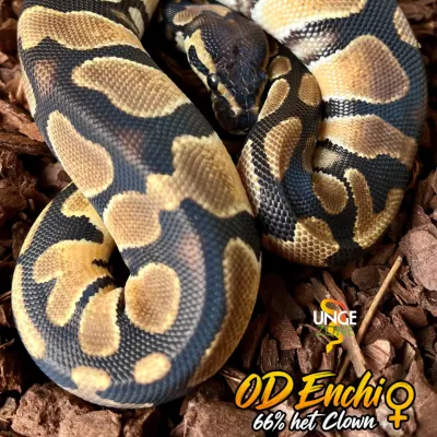Orange Dream Enchi 66% Het Clown
