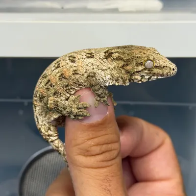 Python regius