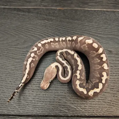 08/2026 - 0.1 Ghi Mojave het Clown