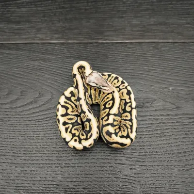 15/2026 - 1.0 Ghi Spotnose Pastel het Clown