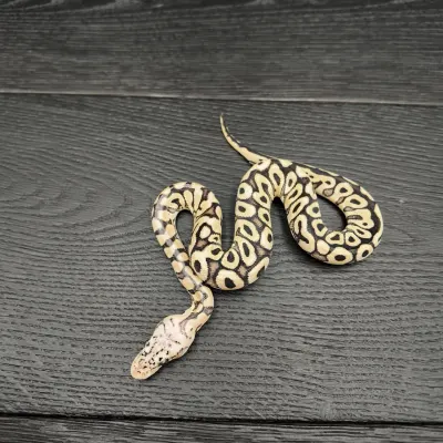 16/2026 - 0.1 Ghi Spotnose Pastel Clown