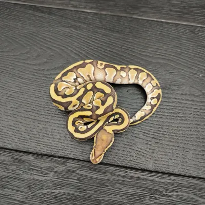 18/2026 - 1.0 Butter Fire het Clown