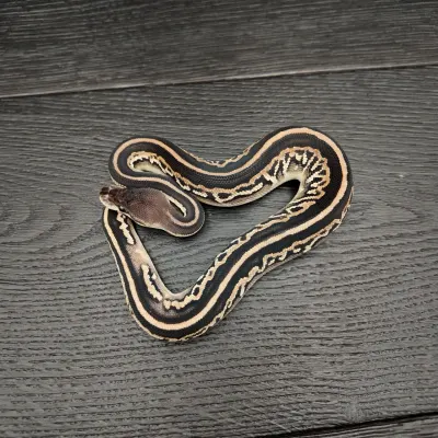 24/2026 - 0.1 Black Head Black Pastel het Clown poss Fire