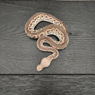 25/2026 - 0.1 Ghi Cinnamon Clown