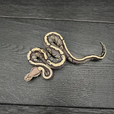 33/2026 - 0.1 Black Head Ghi Fire het Clown