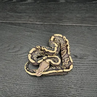 34/2026 - 0.1 Black Head Ghi Fire het Clown