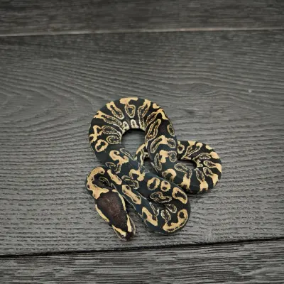 41/2026 - 1.0 Ghi 50% het Albino Clown