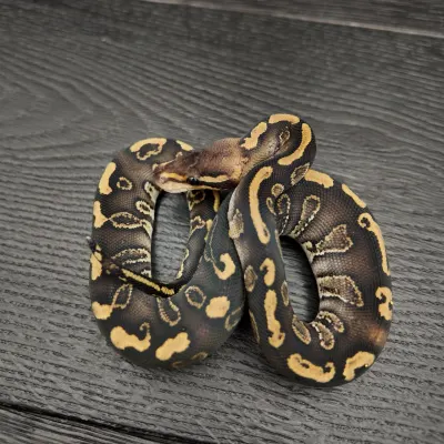 44/2026 - 0.1 Ghi Stranger 50% het Albino Clown
