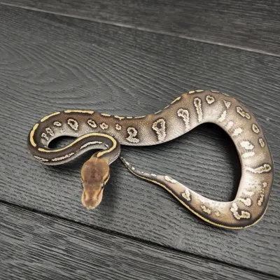 45/2026 - 0.1 Stranger Mojave 50% het Albino Clown