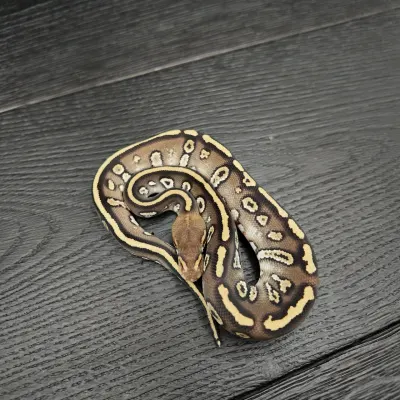 46/2026 - 1.0 Stranger Mojave 50% het Albino Clown