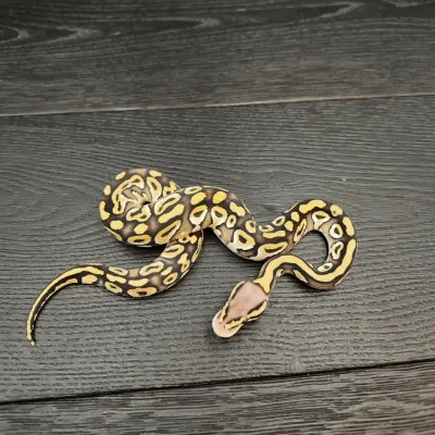 50/2026 - 0.1 Mojave Pastel 66% het Clown
