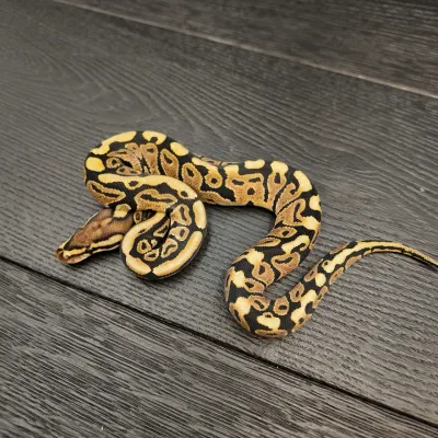 57/2026 - 0.1 Spotnose het Clown