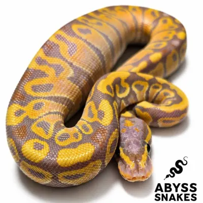 Banana 66% Het Clown