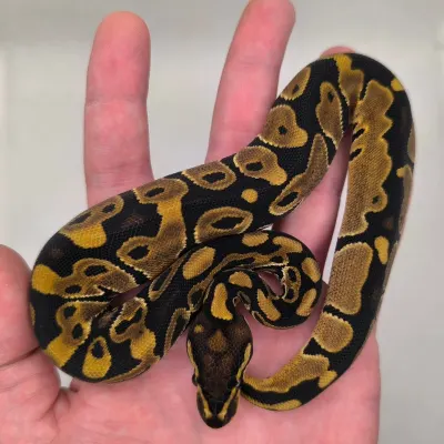 Normal 66% Het Piebald