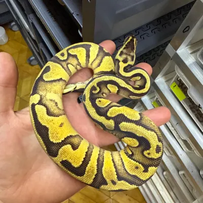 Pastel Enchi Het Clown Arroyo