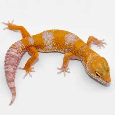 Tangelo