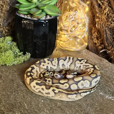 UFO - Pastel Orange Dream Calico Het. Hypo