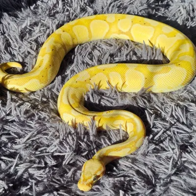 Hungry - Banana Pastel Het. Piebald